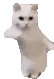 catDance emote