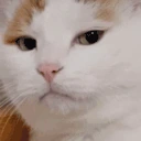Disappointed emote