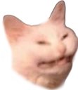 cringecat emote