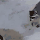 mapacherobandocomidaagatosysalecorriendoenputiza emote