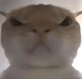 Angycat emote