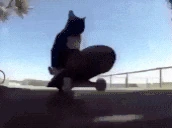 Spin emote
