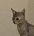 staring_cat emote