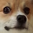 cuteassdog emote