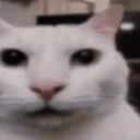 catBlink emote