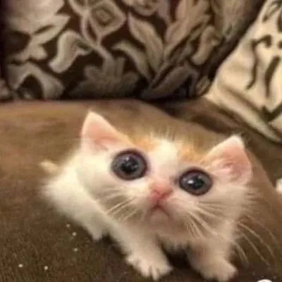 goffycatmeme static emote