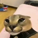 floppa emoji