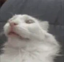 PauseChamp emote