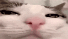 Prezrenie animated emote