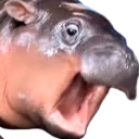 moodengWTF emote