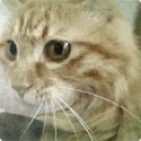 Cat420 emote