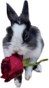 bunnyrose emote