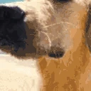 dogKISS emote
