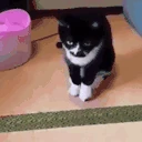 HighCat emote