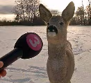 deerinterview emote