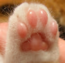 TOEBEANS emote