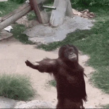come_here_monkey emote