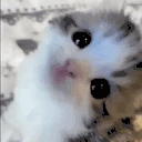 catLook emote
