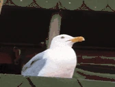 gullScream emote