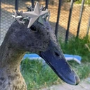star_duck emote
