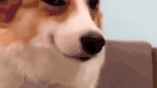 snide emote