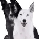 DogAHomie emote