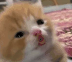 stupididiotcat emote