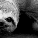 GIGASLOTH emote