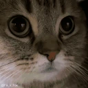 blink emote