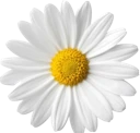 Daisy4 emote