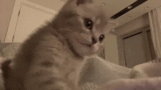 hi emote