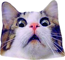 Scared_Cat emote