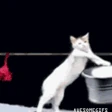 cat_laundry emote