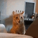 cat_shocked emote