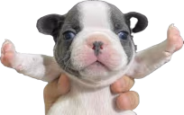 STOPFIGHTING emote