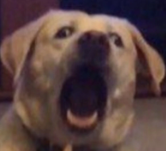 bon_toutou emote