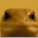 Lizard emote