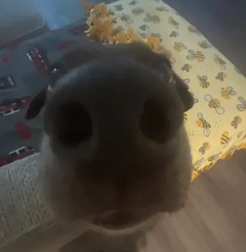 SniffDog emote