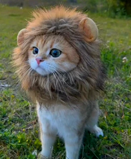 roar emote