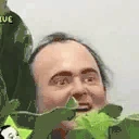 bushGuy emote