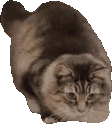 wiggle_cat emote