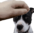 peanutpet