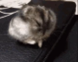 Zzzzzzzzz emote
