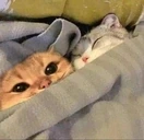 SleepingTogether emote