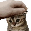 PetPet_SadCat emote