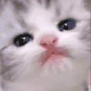 catLick emote