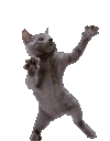 dancingcat emote