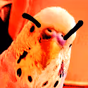 Angry_Birb emote
