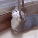 catLoop emote