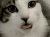 Suckle emote